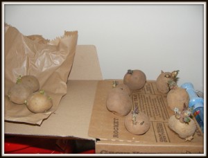 Potatoes chitting on top of our fridge freezer.