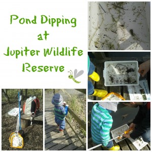 Pond dipping