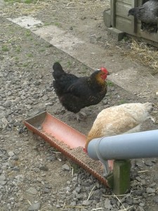chickens feeding