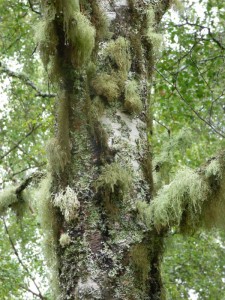 Lichen on birch