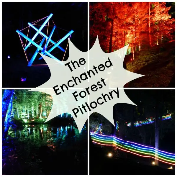 The Enchanted Forest