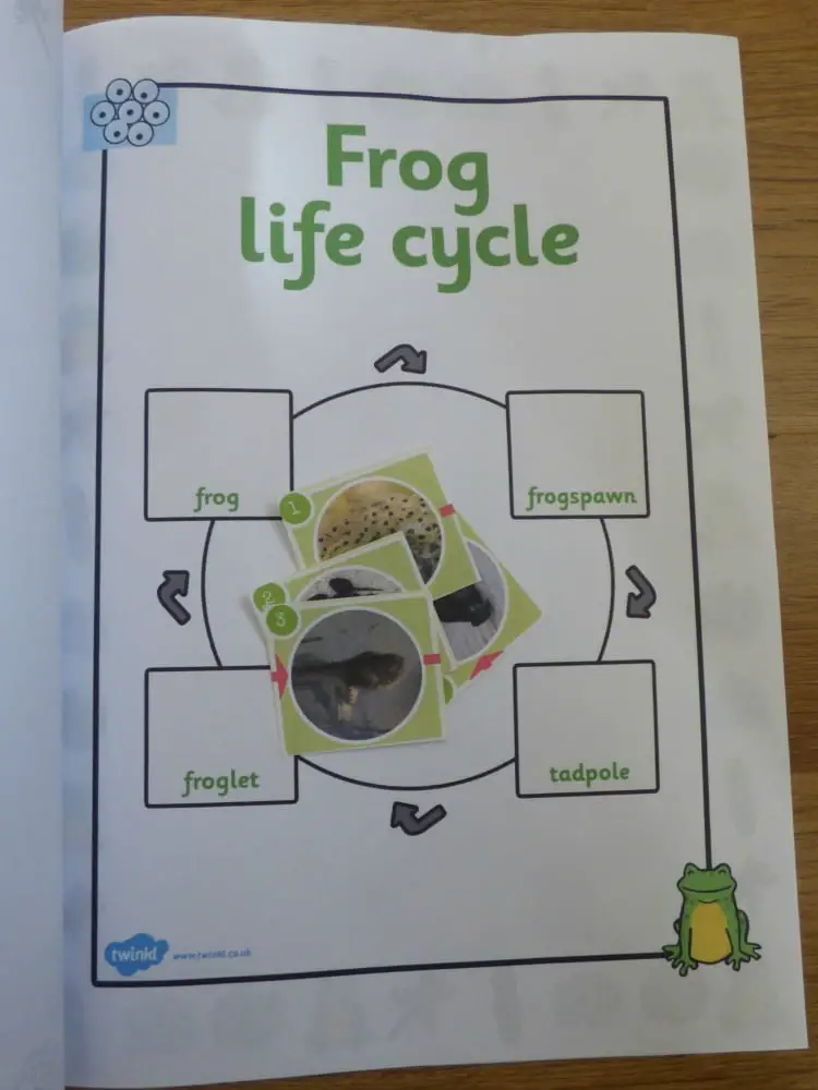 frog life cycle book