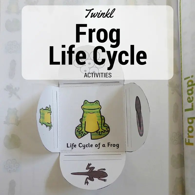 Life Cycle Of A Frog Colorful Diagram Stock Illustration - Download Image  Now - Activity, Biology, Cartoon - iStock