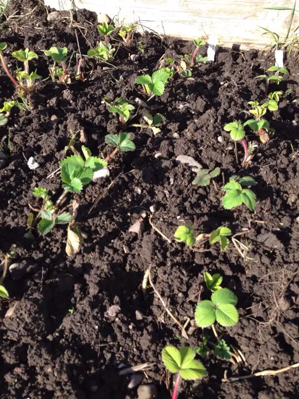 Springing Forward On Our Allotment with Marshalls - Monkey and Mouse