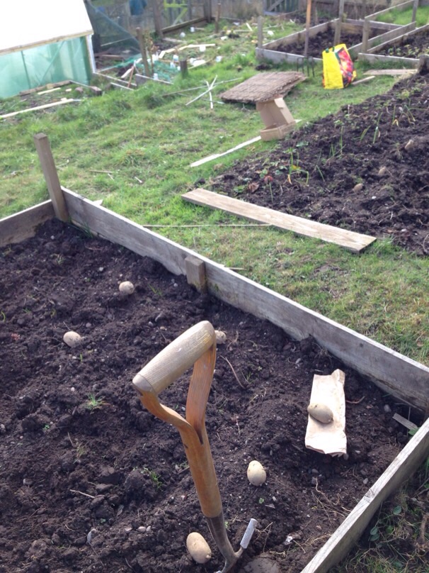 allotment potatoes