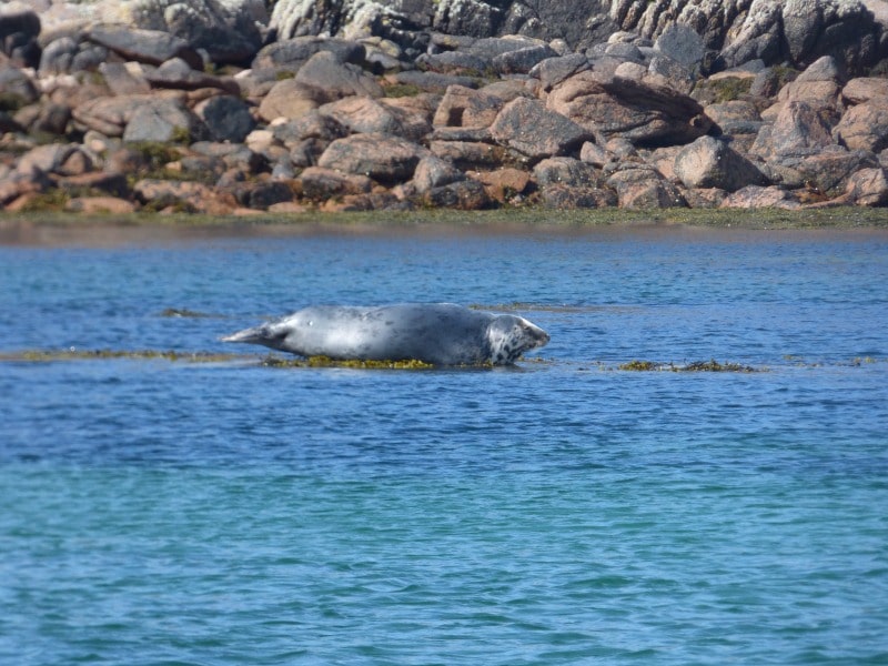 seal mull