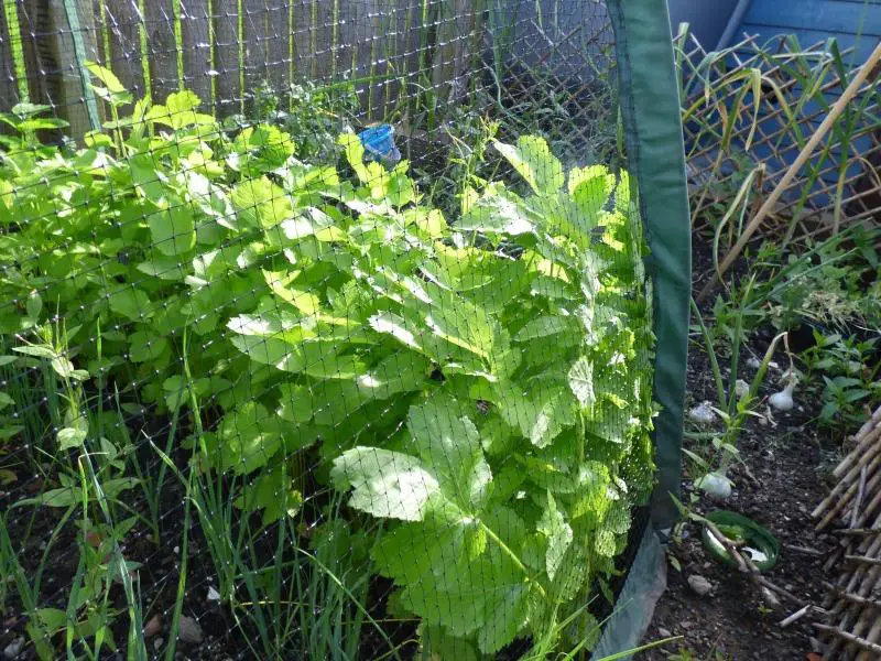 allotment parsnips Marshalls