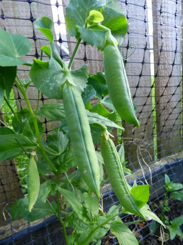 allotment peas Marshalls