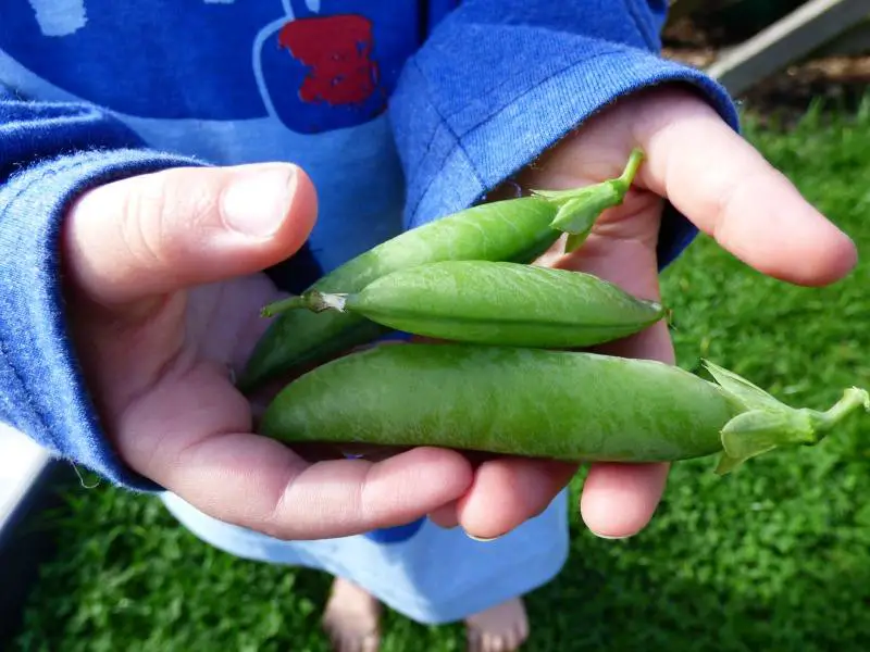 allotment peas Marshalls