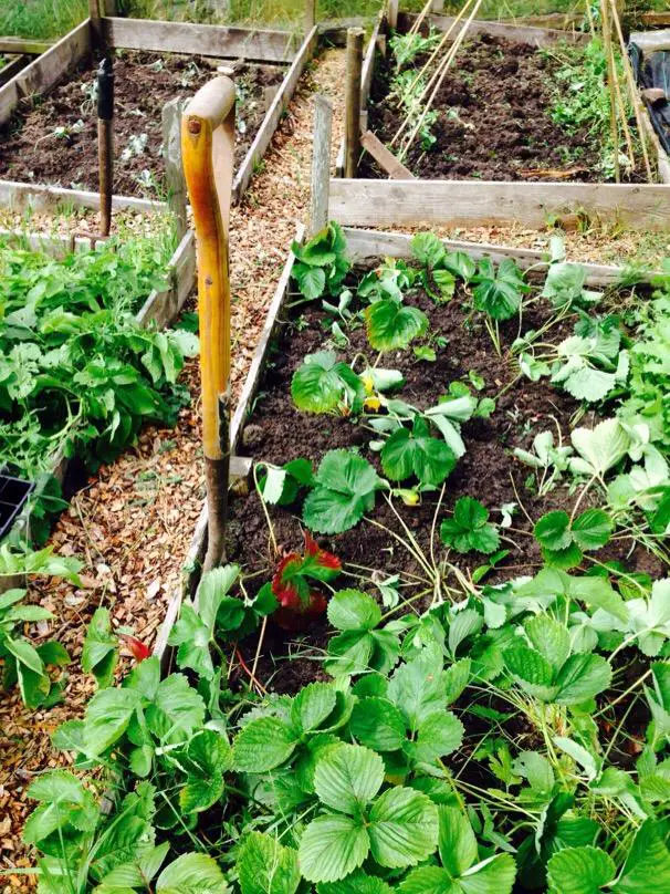 allotment strawberry Marshalls