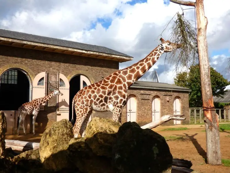 giraffes London Zoo