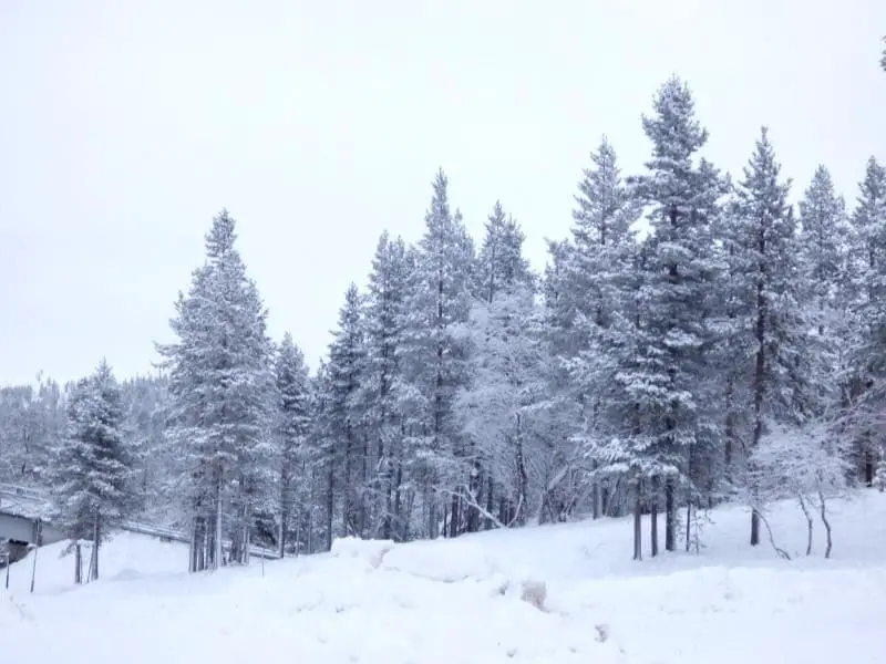 Lapland winter