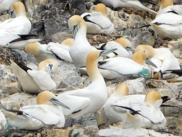 Bass Rock birds