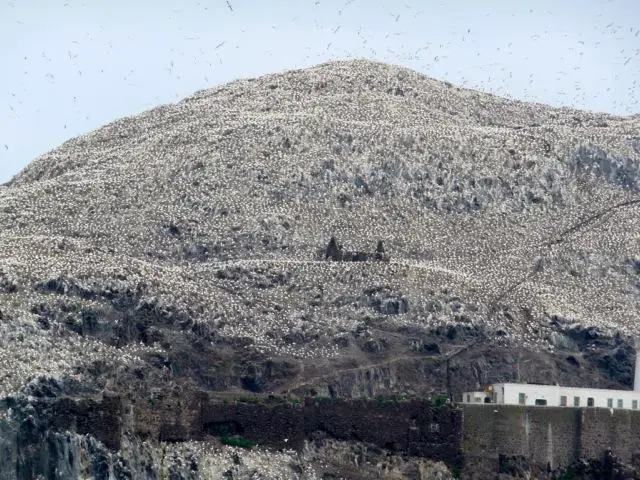 Bass Rock Gannets