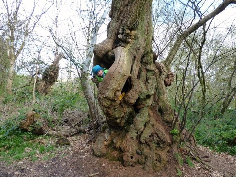 sweet chestnut