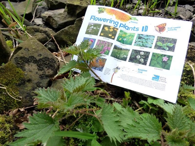 nettle