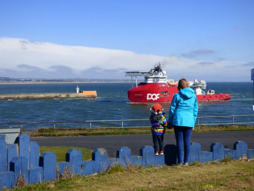 aberdeen harbour dolphins