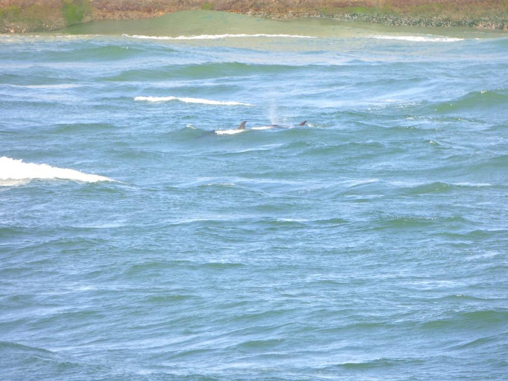 Aberdeen dolphinwatch