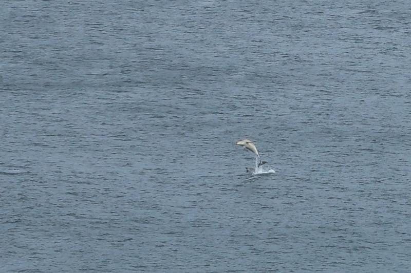 Lewis dolphin spotting
