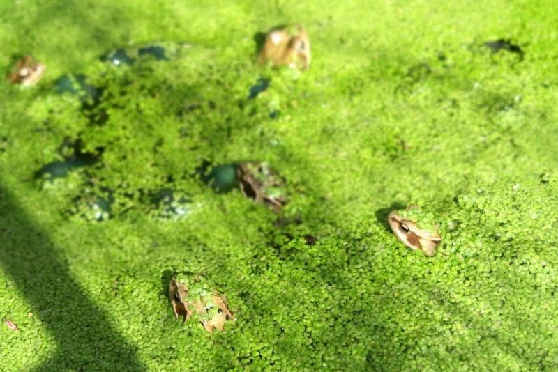 frogs in garden