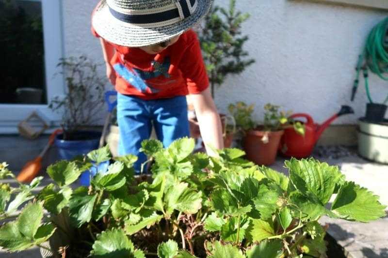 kids grow fruit