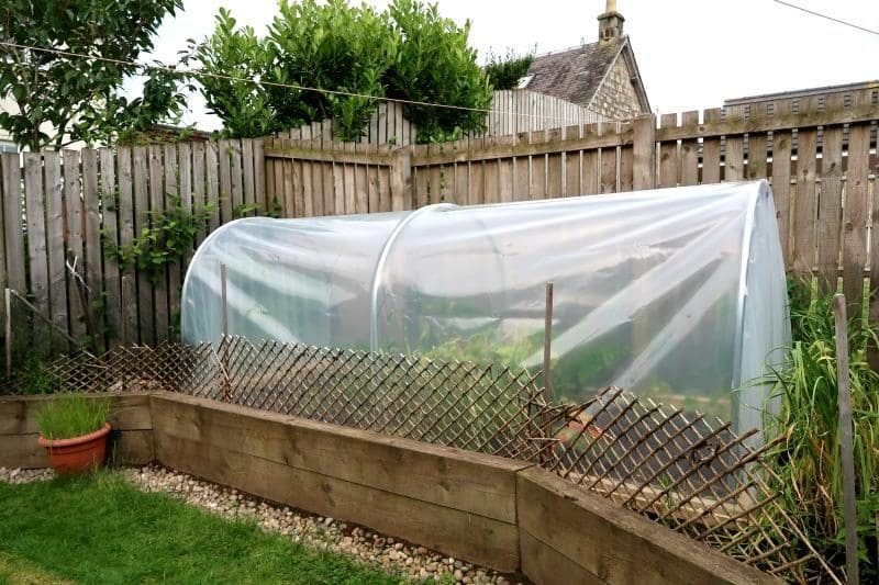 growing veg in the garden