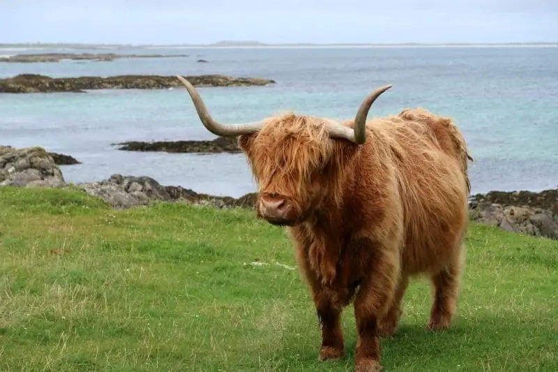 highland cow