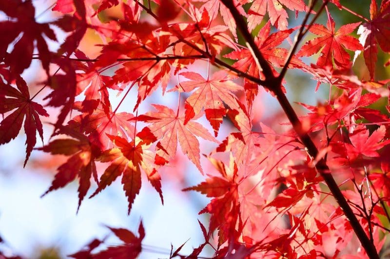 fall in Japan