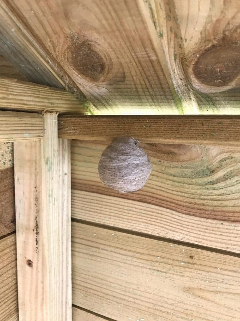 wasp nest hanging in kids playhouse