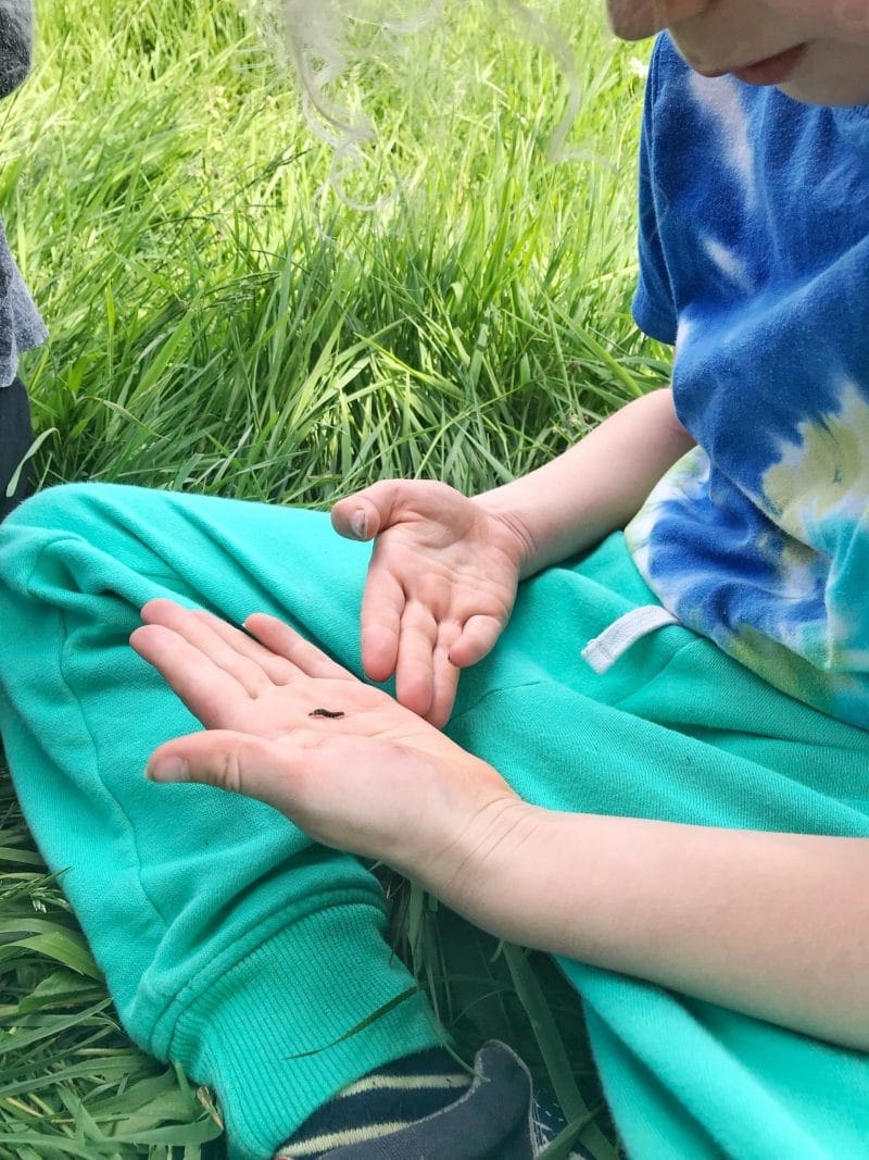 looking at a caterpillar on the grass
