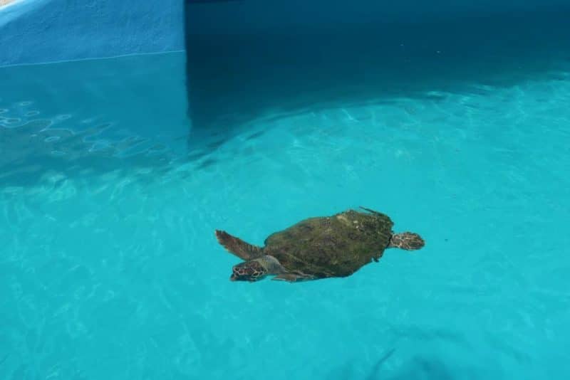 sea turtle due to be released