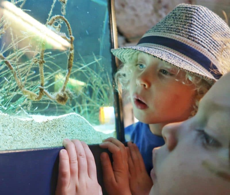 Pula aquarium children looking at seahorses