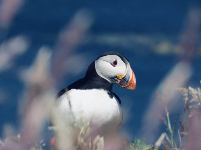 looking for Puffins on Lunga