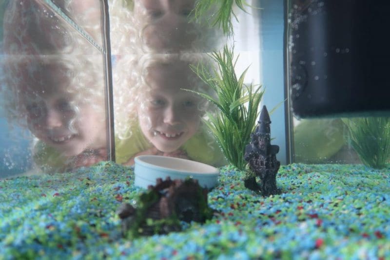 aquarium ready for fish