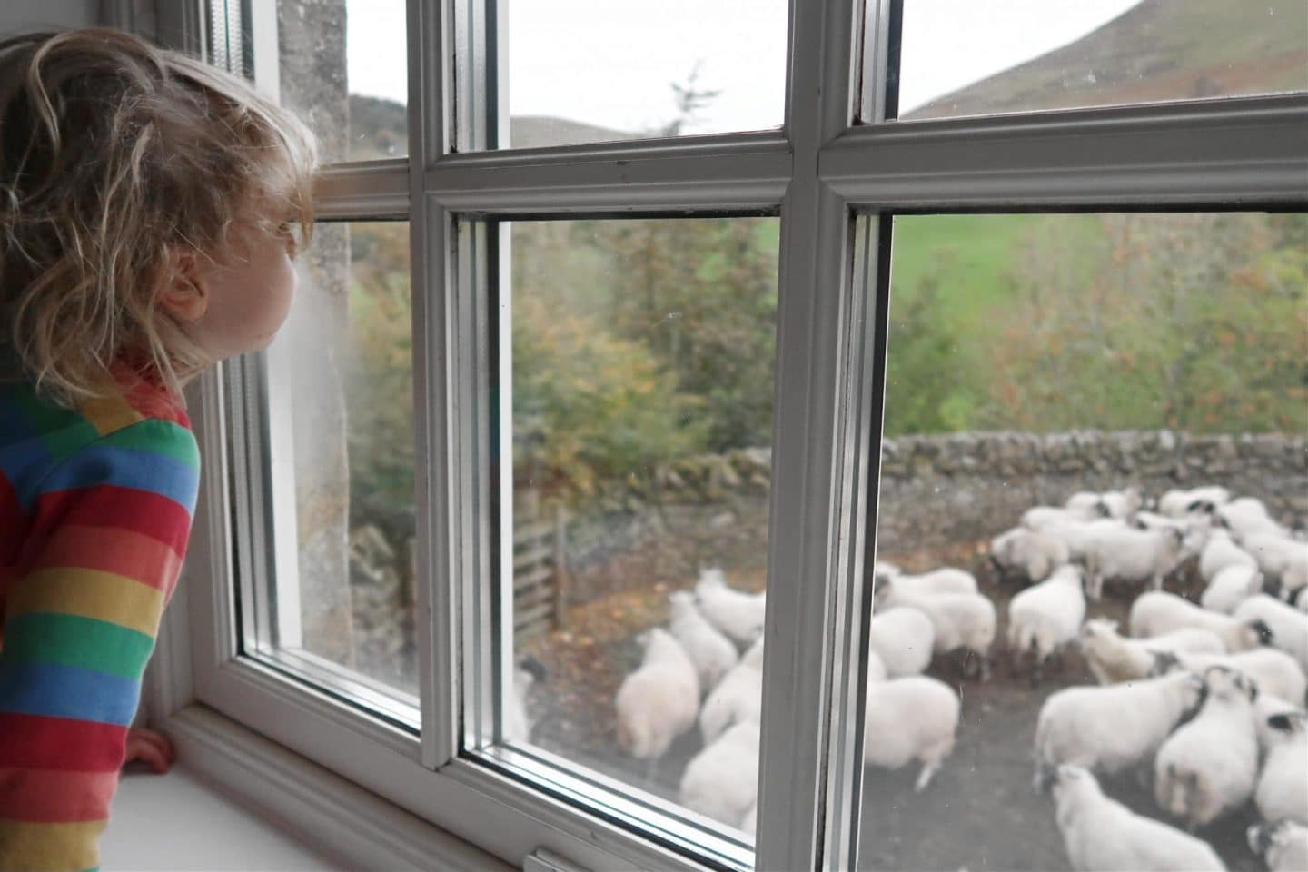 Sheep in pen by steading