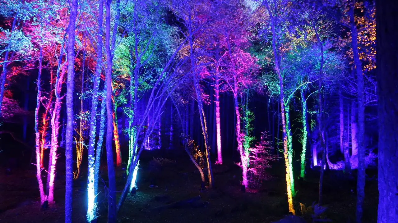 forest lit up in colours