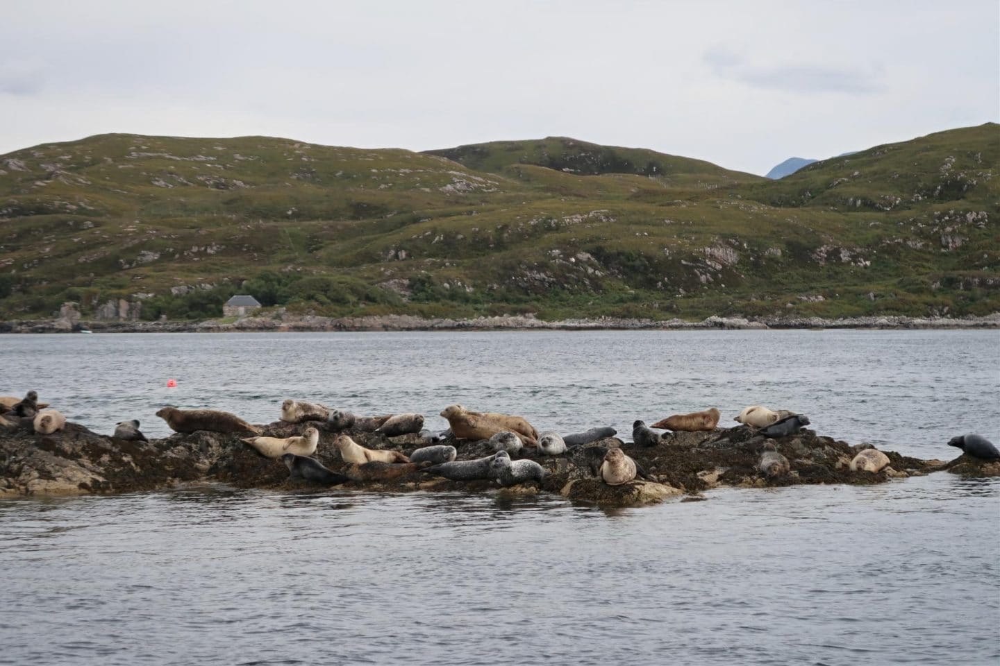 travel Scotland seal and whale watching