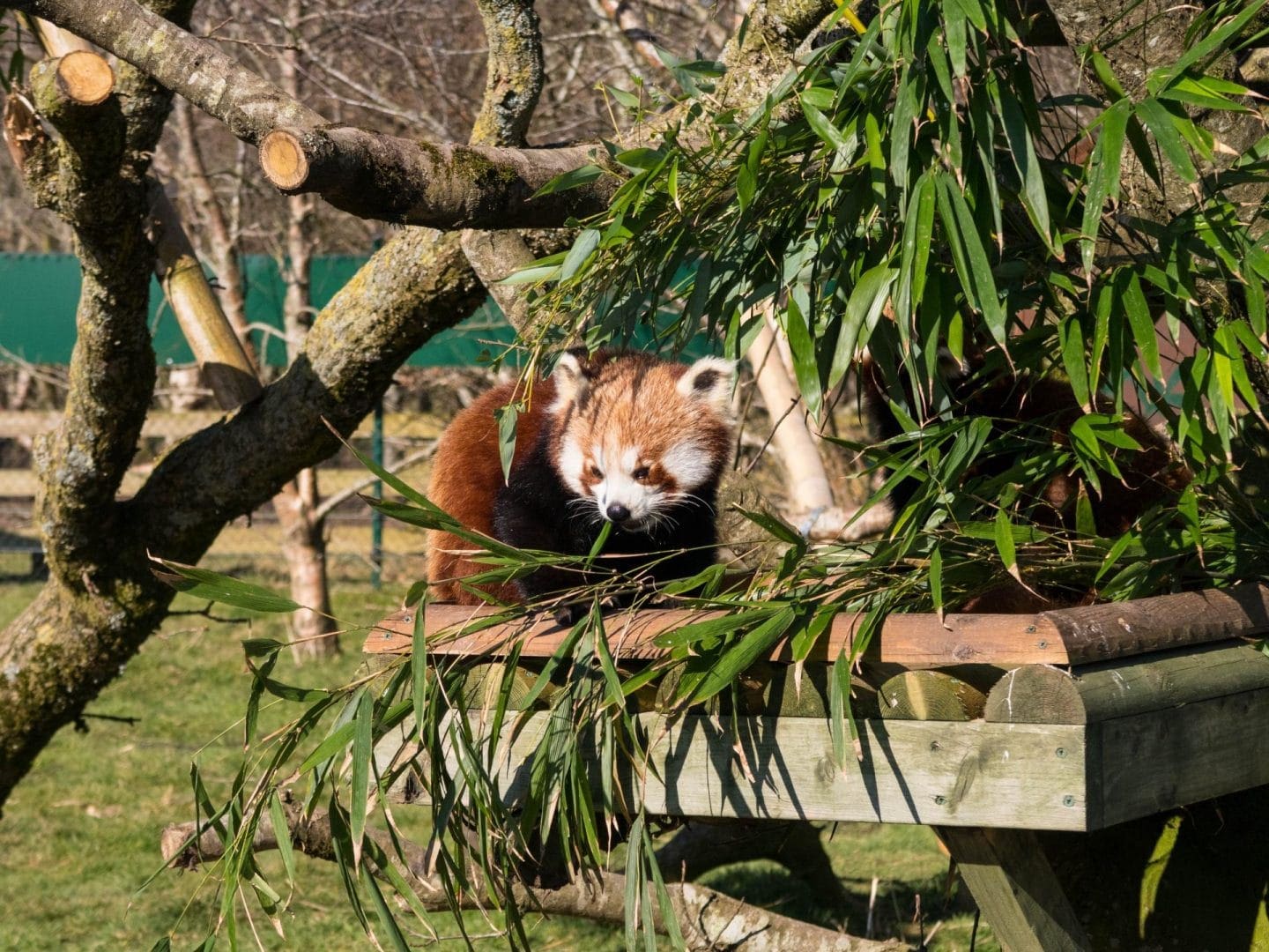 wildlife park cork