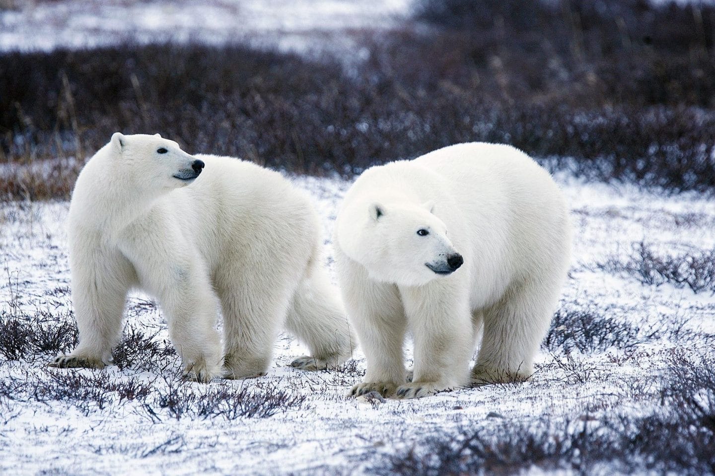 polar bears in canada