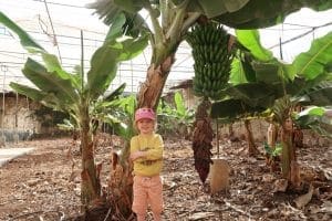 Muchosol banana plantation