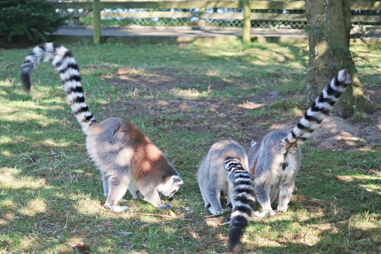 ring tailed lemurs