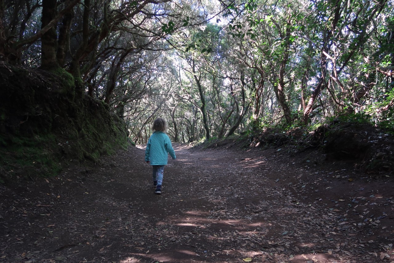 laurel forest