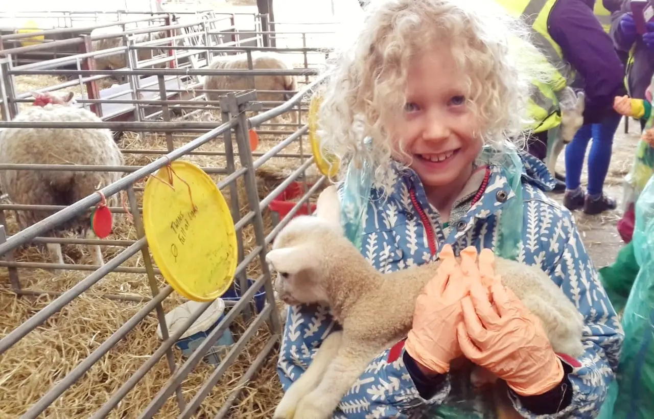boy holding lamb