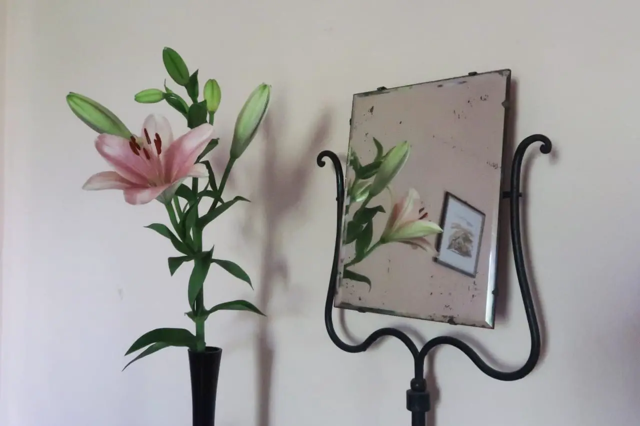 lily with reflection in mirror