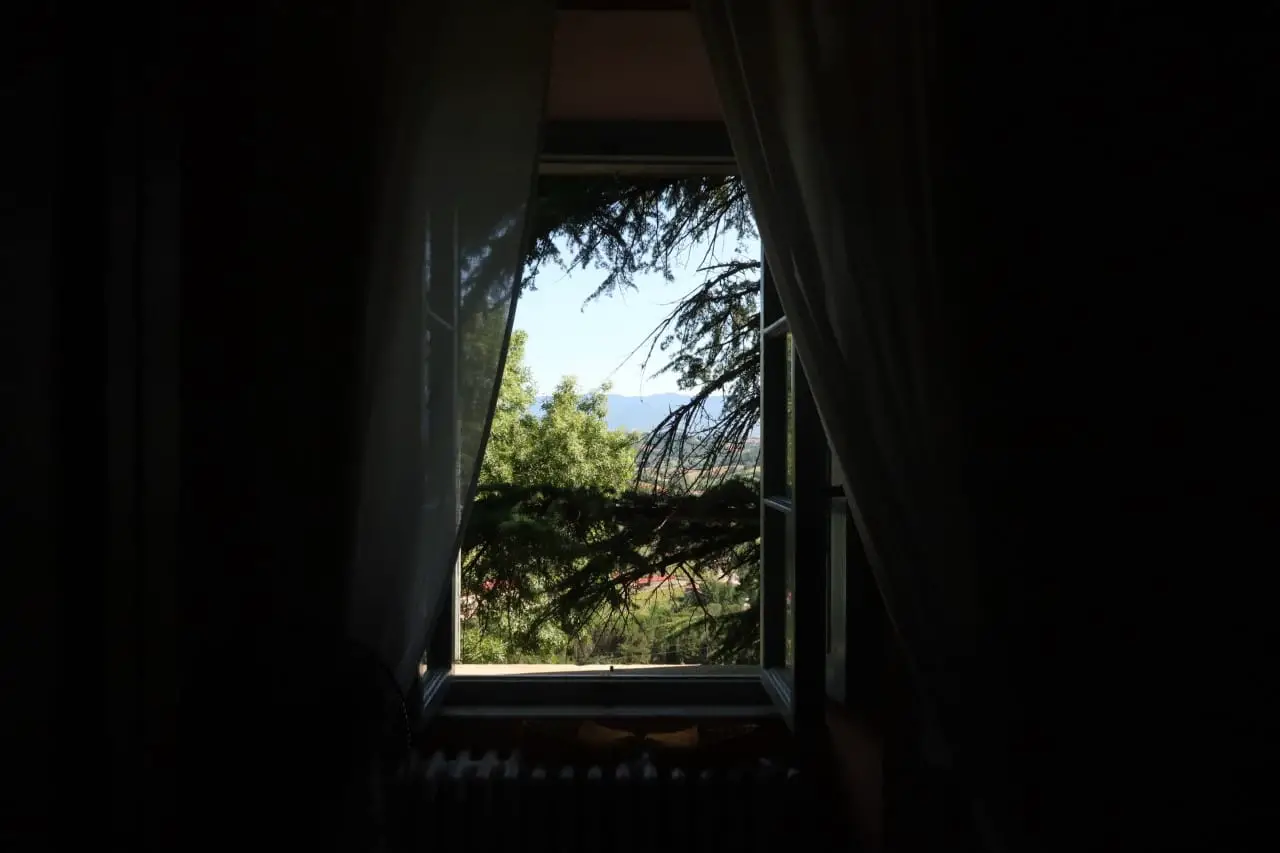 window view of trees