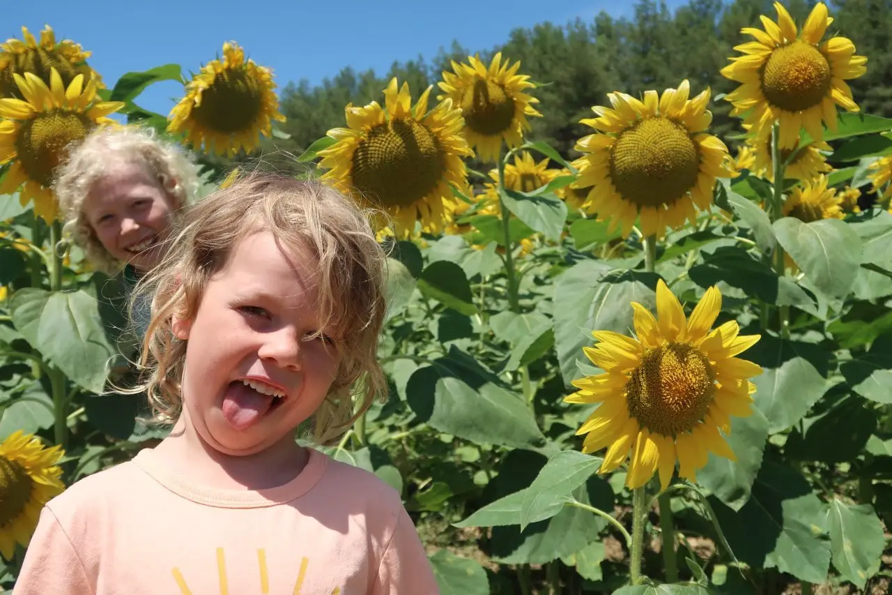 children in sunflowers