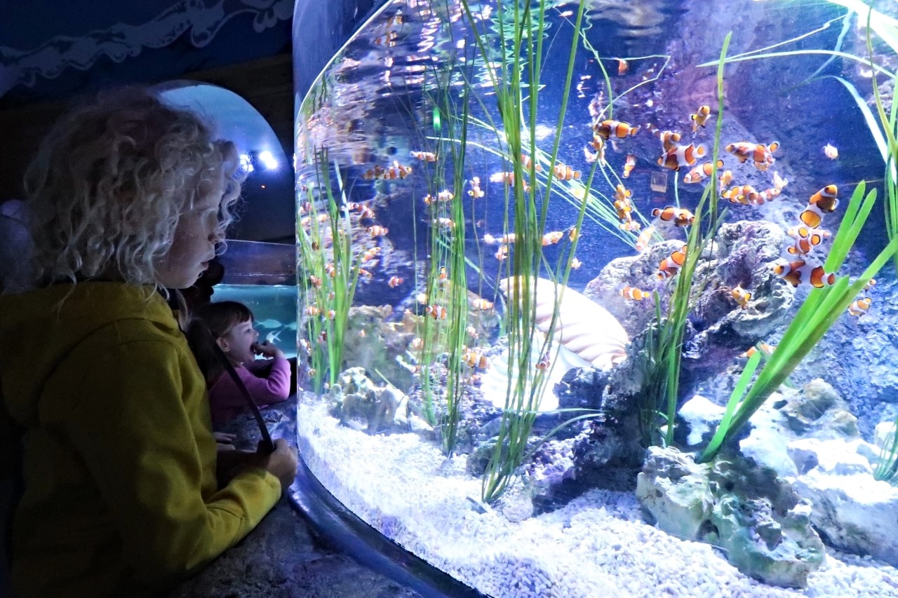 sealife loch lomond