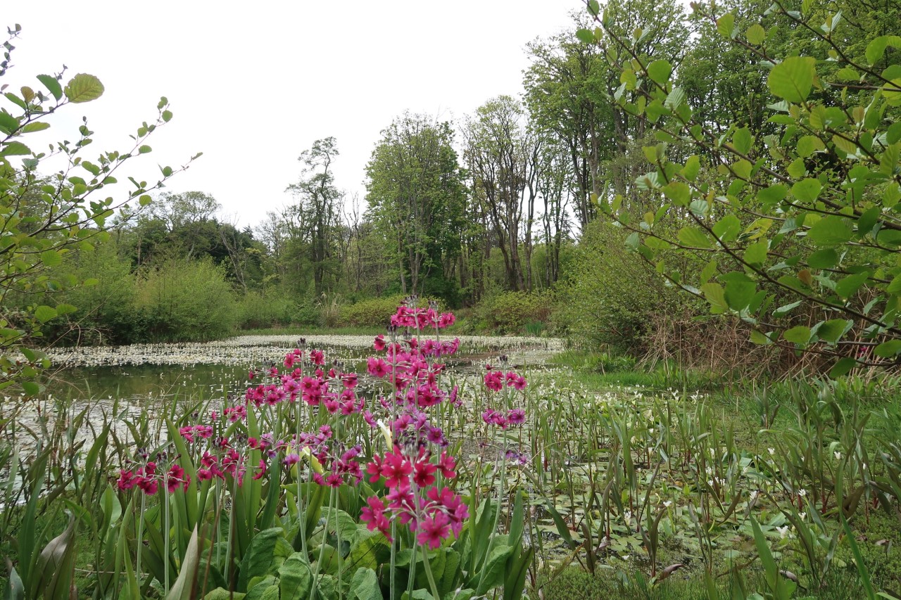 Gigha Achamore Gardens