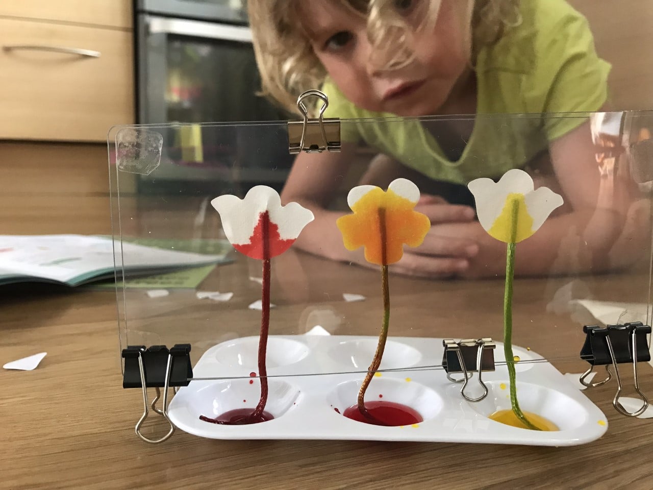 capillary action experiment