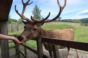 deer being fed